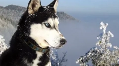 Kako naučiti husky petje, metanje in pogovor: učinkovite metode